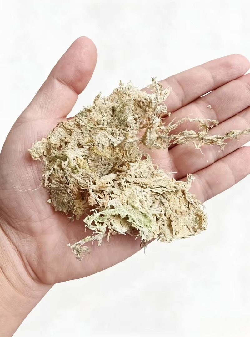 Sphagnum Moss Dry - Orkideler için birinci sınıf Sphagnum yosunu,
